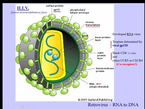 <ul><li><p>Human Immunodeficiency Virus (HIV)</p><ul><li><p>kills CD4+ T cells, leading to patients overcome by opportunistic pathogens </p></li><li><p>RNA virus (retrovirus), converts RNA back to DNA to establish itself into the genome</p></li><li><p>gp120 → envelope protein on surface, which binds to CD4 on T cells and chemokine coreceptor (CCR5 or CXCR4) to help virus get into cells </p></li><li><p>reverse transcriptase → takes single stranded RNA and convert it into DNA, allowing it to be integrated into our genome (DNA can just sit within the genome until virus is reactivated) </p></li><li><p>gp120 → binds to CD4, depleting body of T helper cells </p></li></ul></li></ul><p></p>