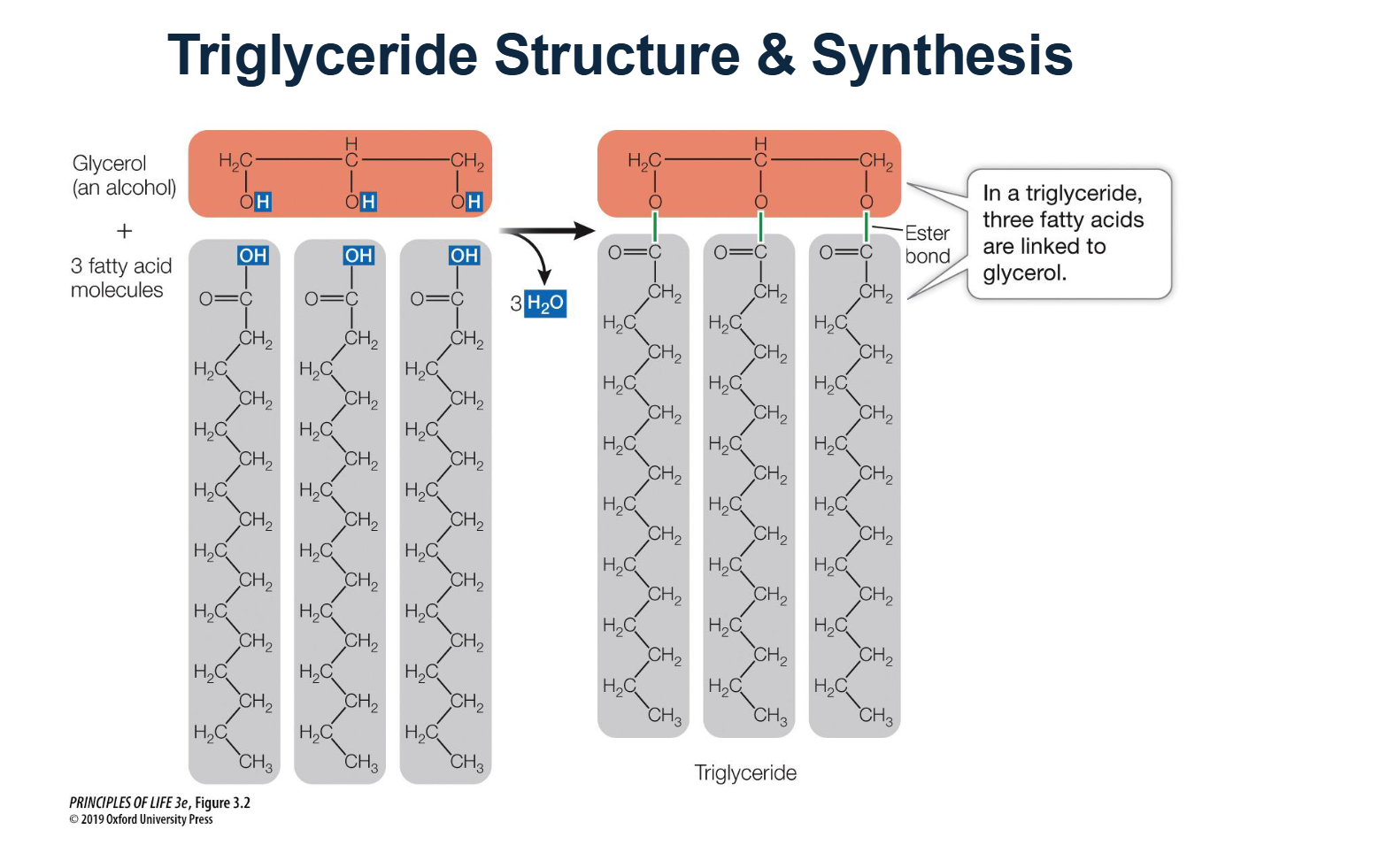 <ul><li><p><span style="line-height: 1.15;">Triglycerides are synthesized through a reaction between one <strong>glycerol</strong> molecule (an alcohol) and three <strong>fatty acid</strong> molecules</span><span>.</span></p></li><li><p><span style="line-height: 1.15;"><strong>The Process:</strong> This is a dehydration synthesis reaction that results in the release of <strong>three water (H2O) molecules</strong></span><span>.</span></p></li><li><p><span style="line-height: 1.15;"><strong>The Bond:</strong> The specific chemical bond formed between the glycerol and each fatty acid is called an <strong>ester bond</strong></span><span>.</span></p></li></ul><p></p>