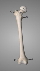 <p>E</p>