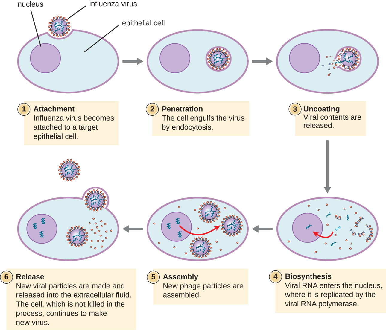 <ul><li><p>Uncoating occurs in the cytoplasm </p></li><li><p>DNA genomes enter the nucleus; RNA genomes are converted into DNA within the capsid </p></li></ul><p></p>
