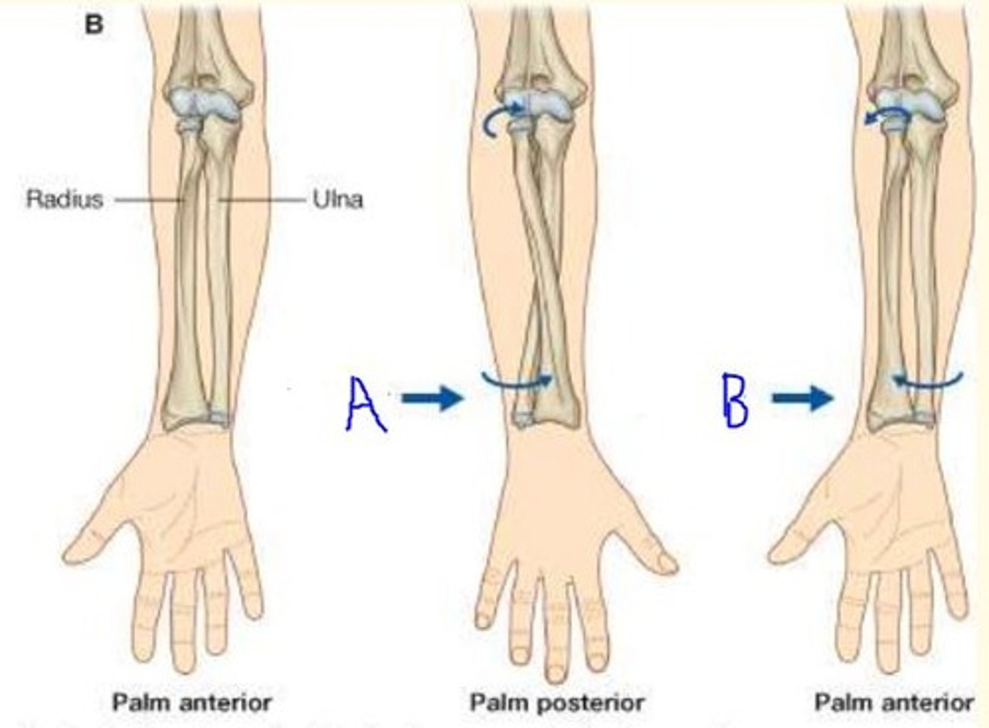 <p>Movements of the Upper Limb</p><p>What movement is this?</p>