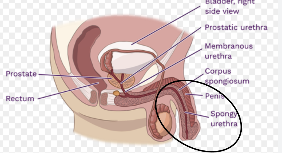 <p><span>Serves as the final common pathway for both urination and ejaculation</span></p>