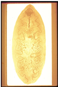 <ul><li><p>GIANT intestinal fluke </p></li></ul><p></p>