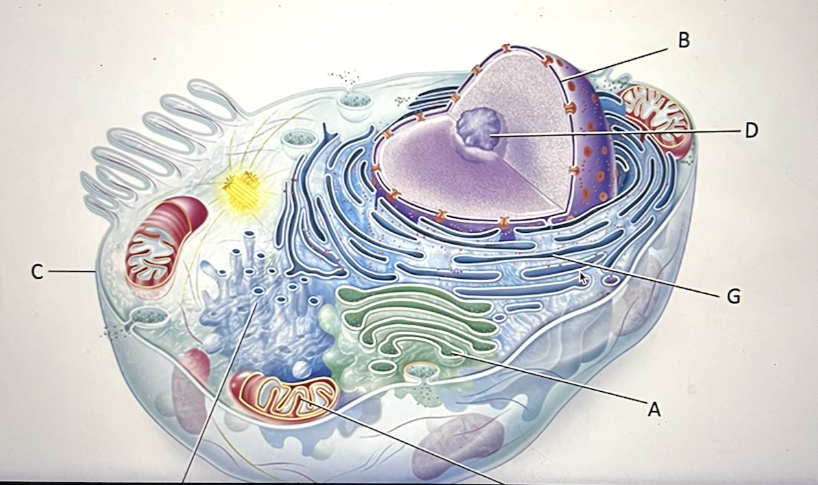 <p>Which statement best describes letter C?</p><p>a. central area of the cell containing centrioles</p><p>b. group of membrane-enclosed sacs; modifies and packages proteins for export or use in the cell</p><p>c. series of membrane-enclosed spaces that are the site of lipid and cholesterol synthesis and metabolism, in addition to drug and toxin detoxification</p><p>d. structure surrounding the cell that creates a boundary between the cell and the external environment; regulates the movement of substances in and out of the cell; composed of a phospholipid bilayer and many other components</p>