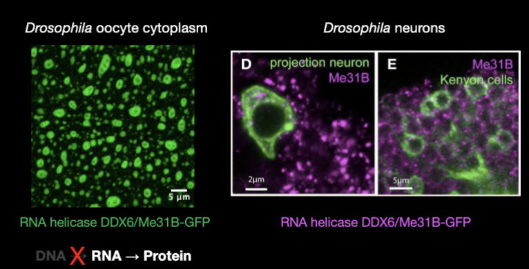 <ul><li><p>transcriptionally inactive <em>Drosophila</em> mature oocytes have a limited lifespan</p><ul><li><p>uses genetic info differently than the central dogma, they do not produce new RNA</p></li><li><p>survive for a limited period by relying entirely on stored RNA transcripts</p></li></ul></li><li><p>Drosophila oocyte cytoplasm:</p><ul><li><p>RNA is spatially organized, storage and enzymes keep RNA stable for during transcriptionally silent phase</p></li></ul></li><li><p>Drosophila neurons: store embryonic programs in RNA until synaptic activation triggers translation</p></li></ul><p></p>