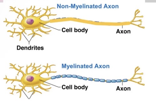 <ul><li><p>neuron cell bodies</p></li><li><p>Dendrites</p></li><li><p>Unmyelinated axons</p></li><li><p>Gyri and sulci</p></li><li><p>Synapses</p></li><li><p>Fissures - longitudinal fissure</p></li><li><p>Corpus callosum</p></li><li><p>Left and right hemispheres</p></li></ul><p></p>