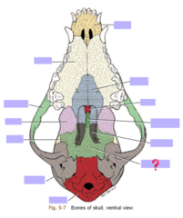 knowt flashcard image