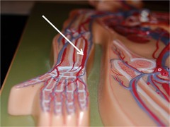 <p>closest to pinky finger.</p>