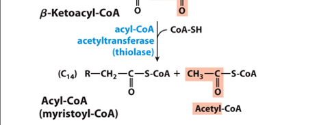 <p>What doe sthe clevage step yield after the first , complete round of beta oxidation </p>