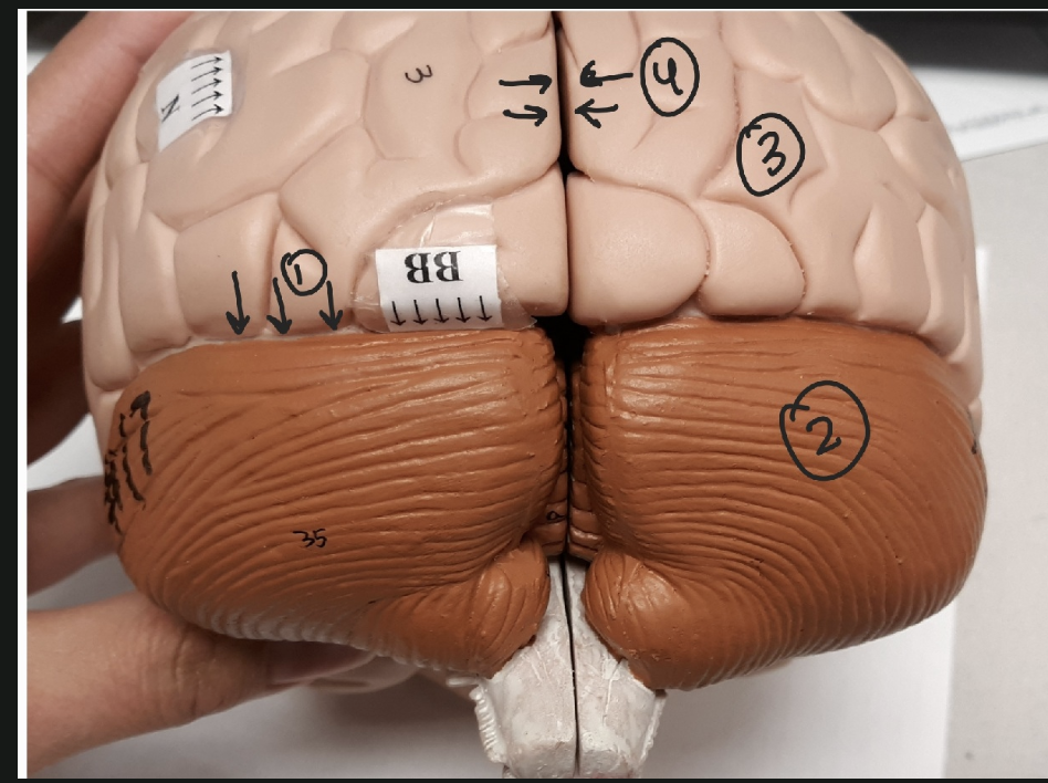 <p>(BACKSIDE OF BRAIN) Name numbered brain structures: (1-4)</p>