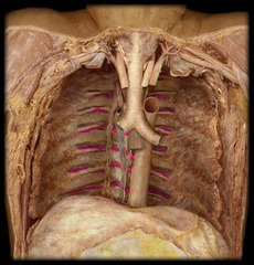 <p>Identify the structure</p>