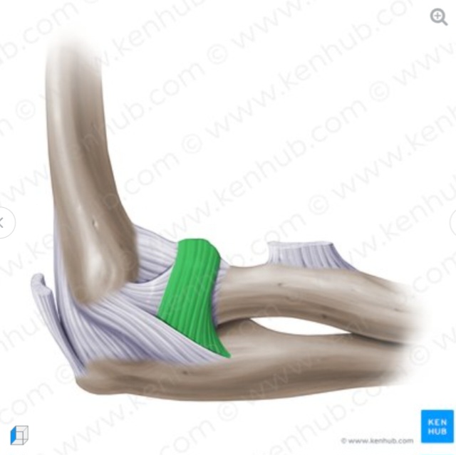 <p>what is the name of the structure and its anatomical location?</p>