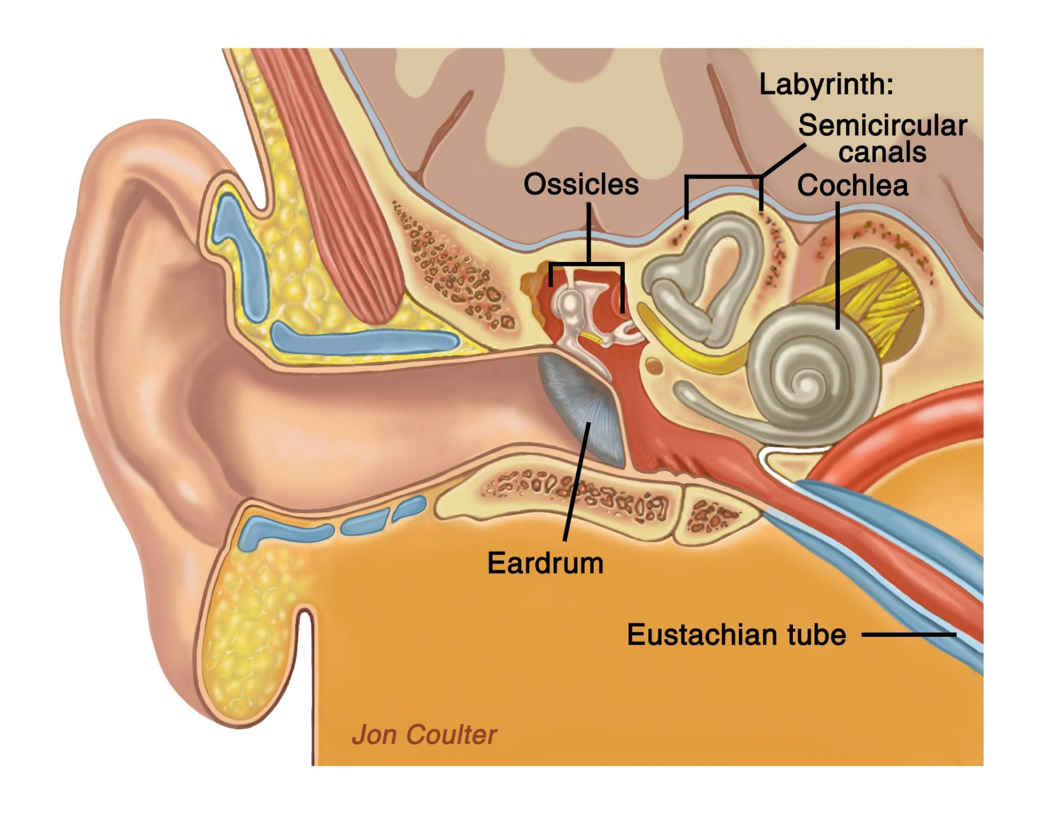 <p>the inner ear is made out of what 2 spaces: </p>
