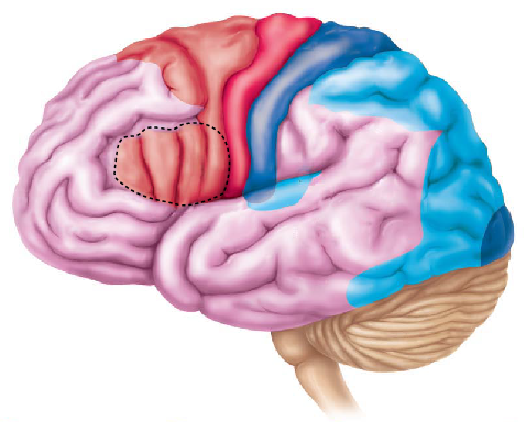 <p>Name the outlined structure</p>
