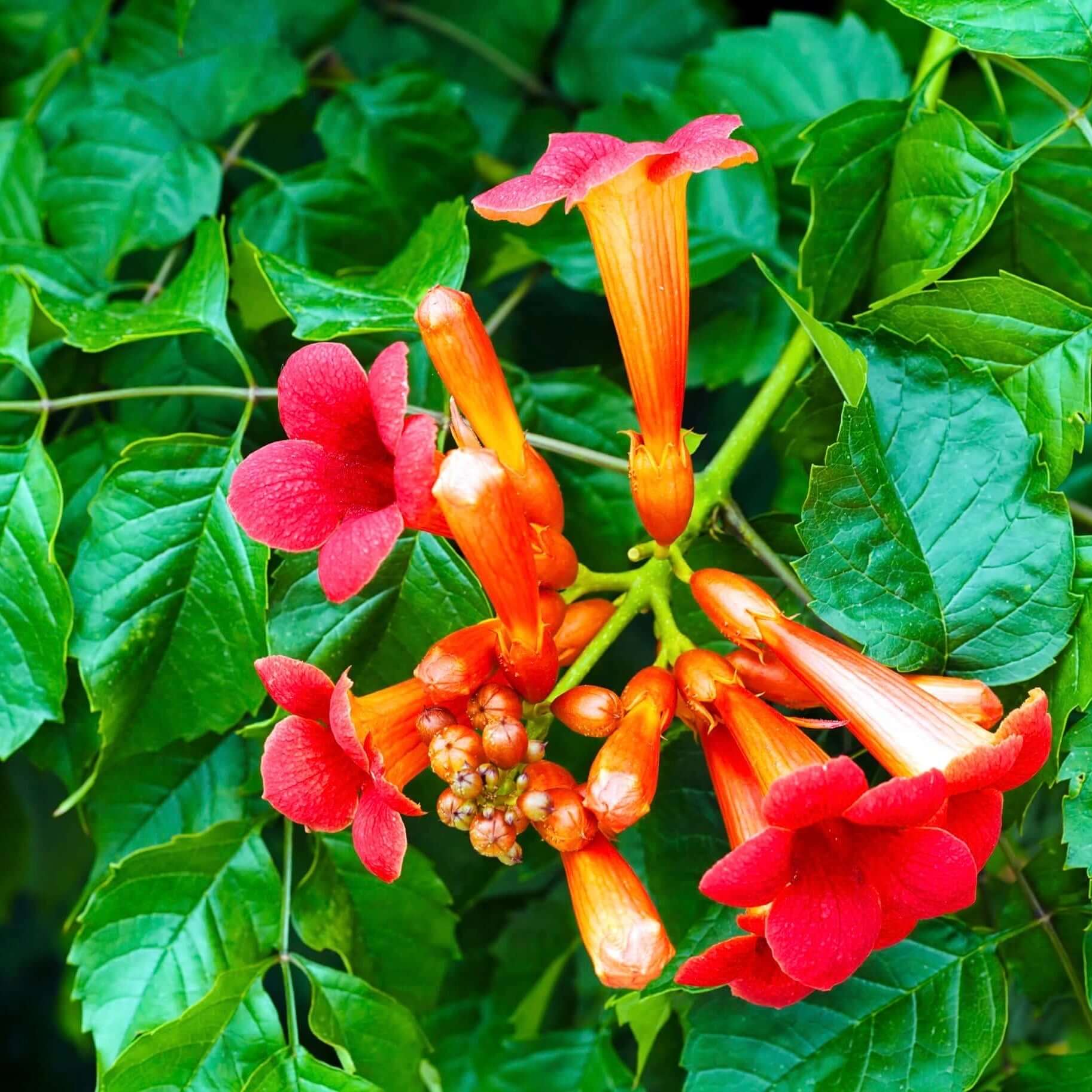 <p>Campsis radicans</p>