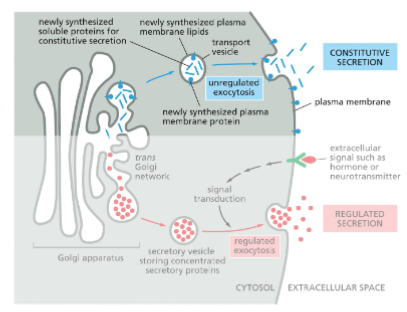 <p>Constitutive Secretion:</p><ul><li><p>occurs in all eukaryote cells</p></li><li><p>continually releases soluble proteins from the cell</p></li><li><p>supplies the plasma membrane with newly synthesized lipids and proteins</p></li><li><p>transport vesicles fuse with plasma membrane when it arrives there</p></li></ul><p></p>