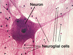 <p>a body tissue that carries messages back and forth between the brain and every other part of the body</p>