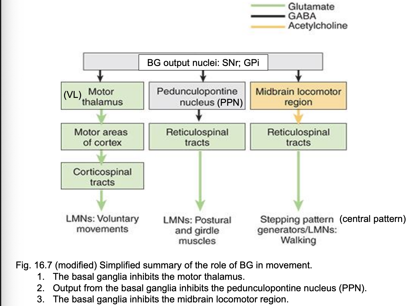 <ul><li><p>has NO DIRECT output to LMNs </p></li><li><p>SNr and GPi = <strong>output nuclei</strong> of the basal ganglia </p></li><li><p>from output nuclei of BG, motor control on LMN is done via 3 routes: </p><ul><li><p>via motor thalamus (then to UMN to CTX) </p><ul><li><p>controls voluntary muscle activity </p></li></ul></li><li><p>via the pedunculopontine nucleus (PPN) </p><ul><li><p>regulates contraction activity of postural and girdle muscls (via reticulospinal tracts) </p></li></ul></li><li><p>via midbrain locomotor area </p><ul><li><p>regulates rhythmic lower limb movements: walking, running (via stimulation of reticulospinal tracts) </p></li></ul></li></ul></li></ul><p></p>
