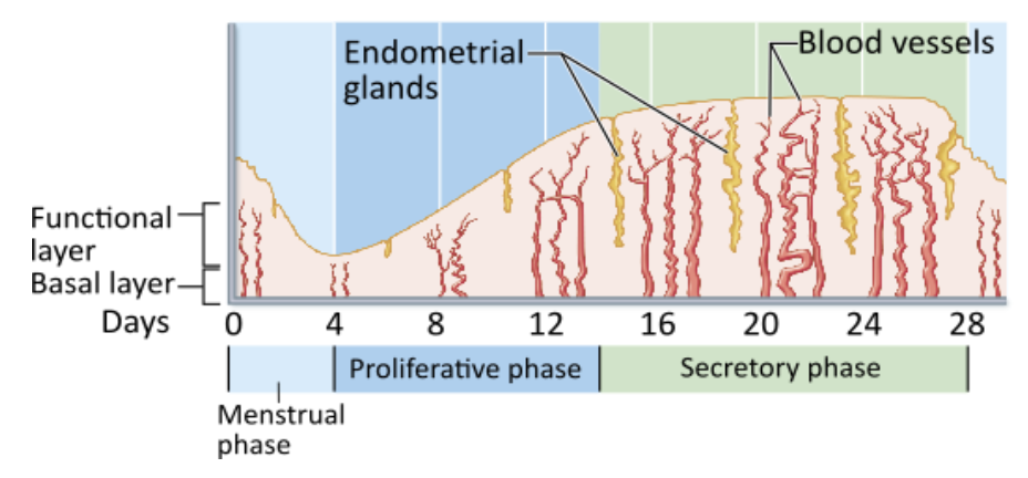 <p><span>During what phase of the female's uterine cycle is the uterine lining shed?</span></p><table style="min-width: 25px;"><colgroup><col style="min-width: 25px;"></colgroup><tbody><tr><td colspan="1" rowspan="1" style="margin: 0px; padding: 0.3em; position: relative;"><p>proliferative phase &nbsp; &nbsp; &nbsp; &nbsp;</p></td></tr><tr><td colspan="1" rowspan="1" style="margin: 0px; padding: 0.3em; position: relative;"><p>preovulatory phase &nbsp; &nbsp; &nbsp; &nbsp;</p></td></tr><tr><td colspan="1" rowspan="1" style="margin: 0px; padding: 0.3em; position: relative;"><p>secretory, or postovulatory, phase &nbsp; &nbsp; &nbsp; &nbsp;</p></td></tr><tr><td colspan="1" rowspan="1" style="margin: 0px; padding: 0.3em; position: relative;"><p>menstrual phase</p></td></tr></tbody></table><p></p>