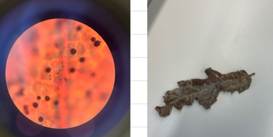 <p>Microsphaera quercina - pepelnica hrasta (rod Microsphaera) </p>
