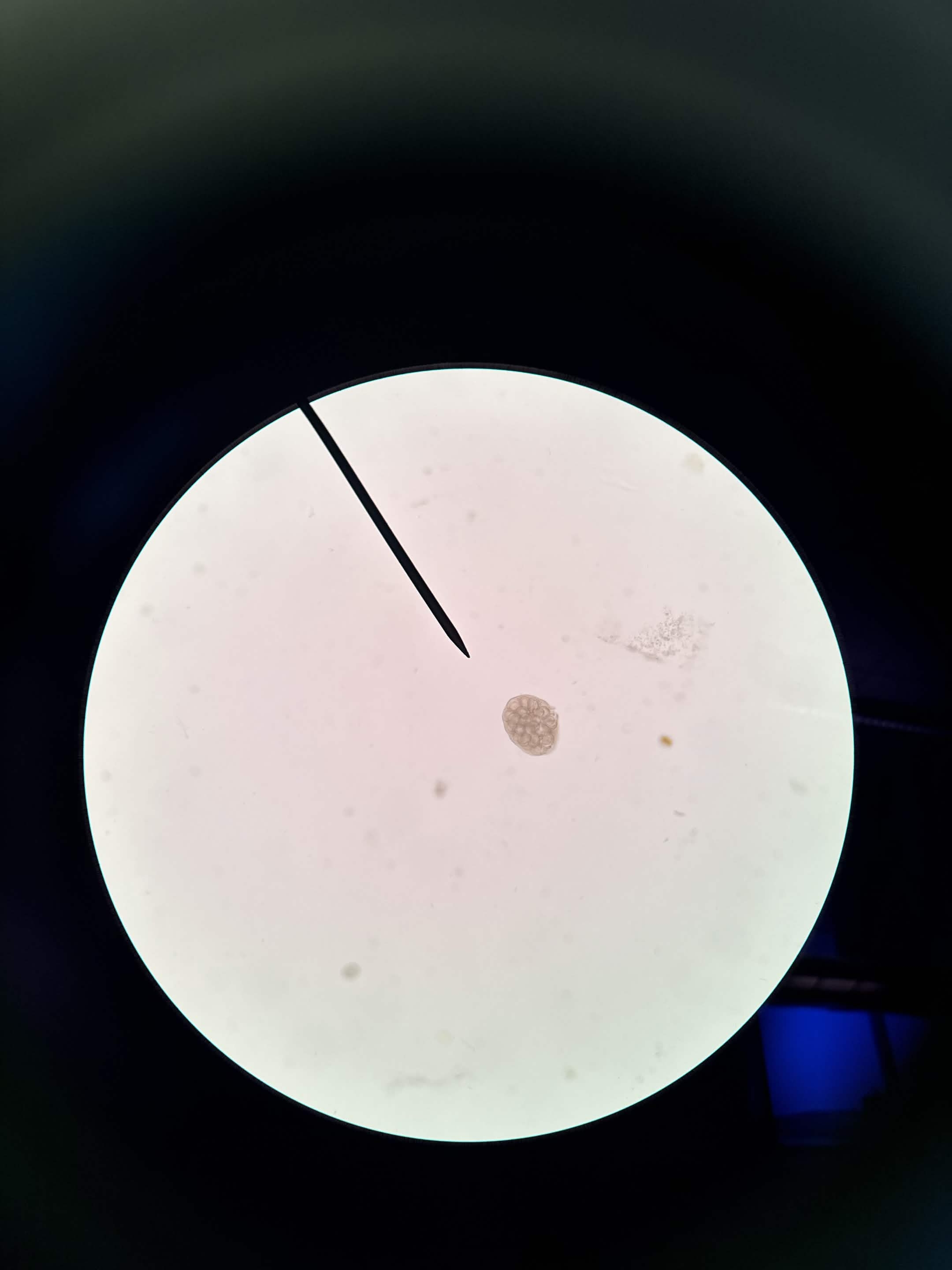 <p>What is this?</p>