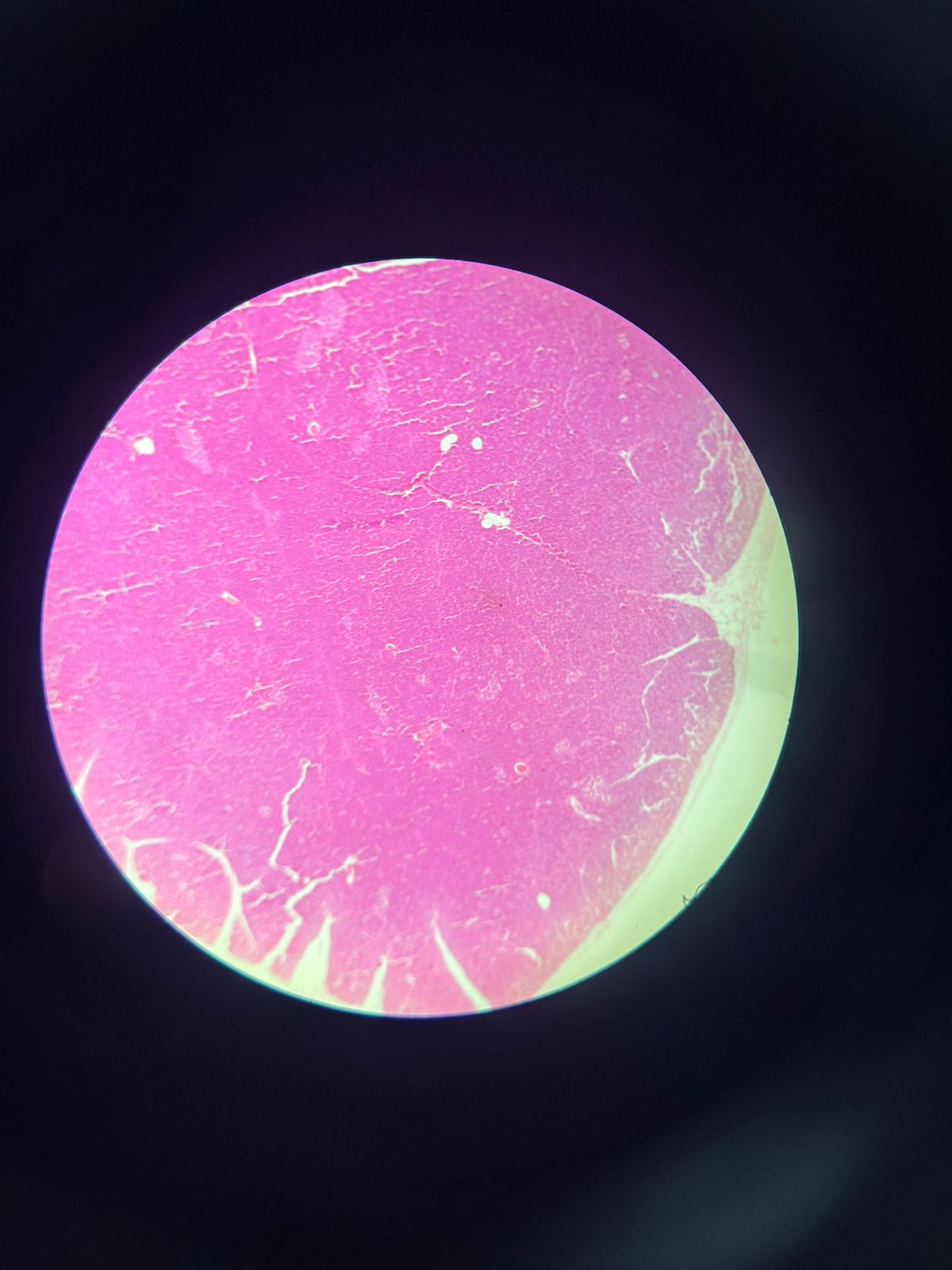 <p>Qual órgão é esse? O que ajudou a identificar?</p>
