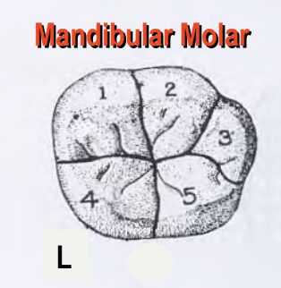 <p>What is the name of the lobe indicated as #3 on the Mandibular Molar Shown?</p>
