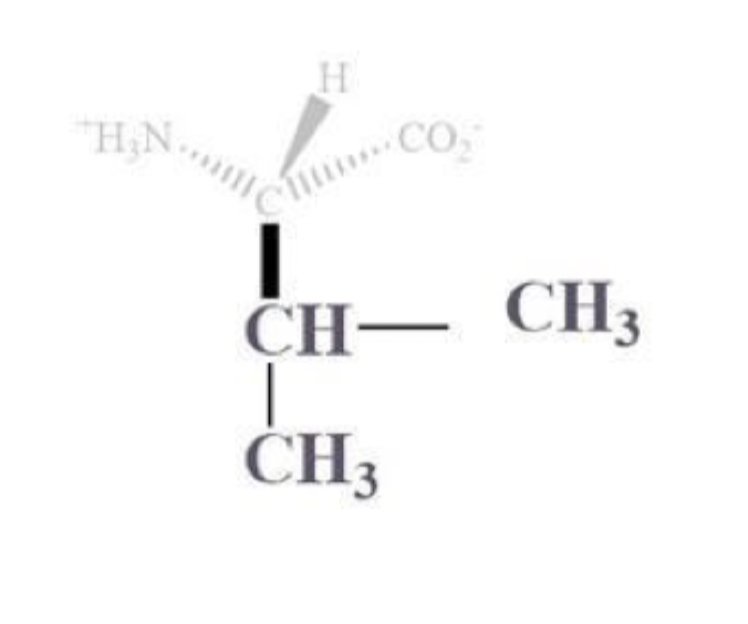 <ul><li><p>val, v</p></li></ul><p></p><ul><li><p>CH bound to CH3 and CH3 side chain </p></li></ul><p></p><ul><li><p>NP and aliphatic </p></li><li><p>clusters inside protein bc it’s hydrophobic </p></li></ul><p></p>