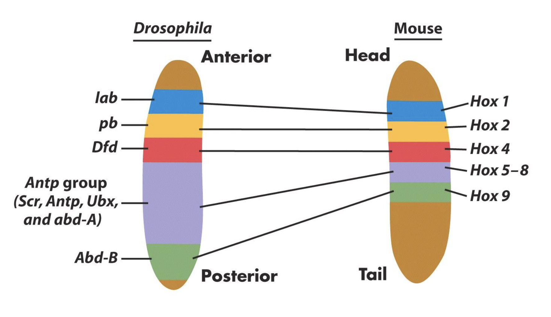 <p>Similarities b/w Drosophila and Vertebrates</p>