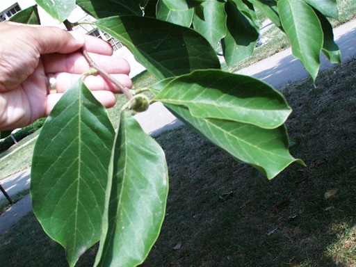 <p>common name</p>