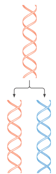 <p>Parental strands stay together</p>