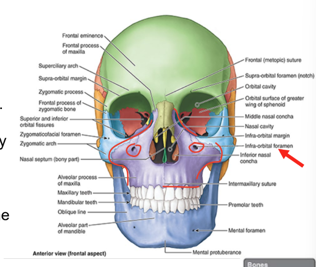 <ul><li><p>form upper jaw</p></li><li><p>supporting bone for maxillary teeth</p></li><li><p>maxillae surround most of <strong>piriform aperture</strong></p><ul><li><p>forms infra-orbital margins medially</p></li></ul></li><li><p><strong>infra-orbital foramen</strong></p><ul><li><p>inf to each orbit for passage of infra-orbital nerve & vessels</p></li></ul></li></ul><p></p>