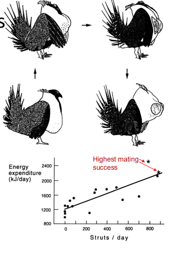 <ul><li><p>both parties benefit from honest communication</p></li><li><p>sender is closely related to receiver so want to provide correct information</p></li><li><p>signal production is costly- cost analyzed with benefit to sender</p></li><li><p>signal production is constrained (i.e. size/frequency of call)- requires more energy to increase accuracy</p><ul><li><p>e.g. higher strut rate of sage grouse increases their mating success</p></li><li><p>e.g. tradeoff of shuck rate and number in grasshoppers- occupy own bush but other grasshoppers intrude so shuck to warn off</p></li></ul></li></ul><p></p>