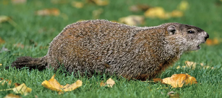 <p>What pest is this?</p>