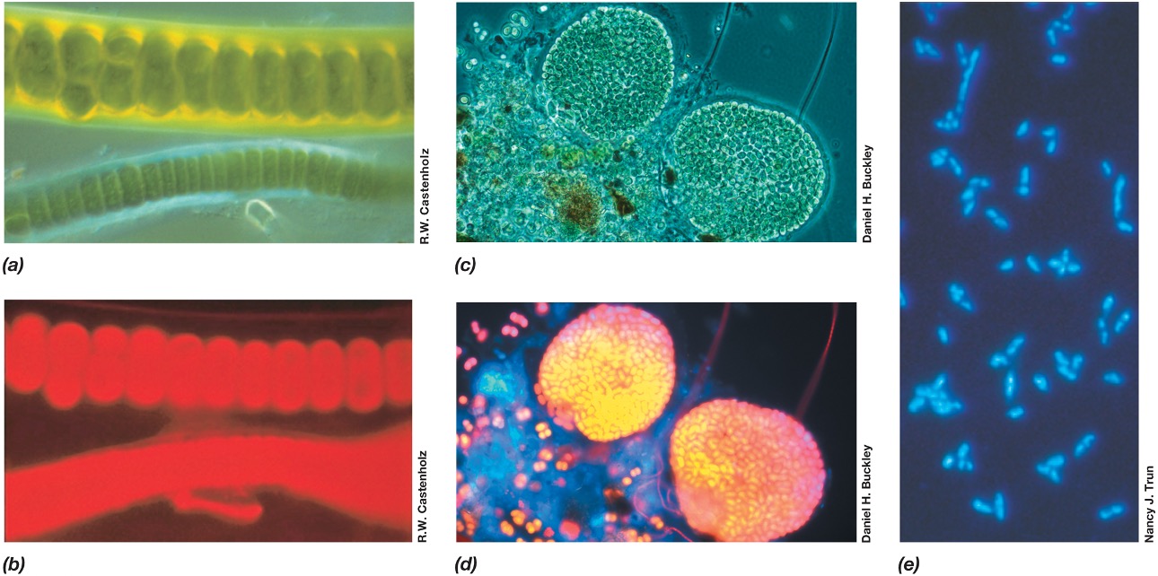 <ul><li><p><span><em>Used to visualize specimens that fluoresce (emit light)</em></span></p></li><li><p><span><em>Cells appear to glow on black background due to filters.</em></span></p></li><li><p><span><em>Fluoresce naturally (autofluorescence) or after they have been stained with a fluorescent dye such as DAPI.</em></span></p></li><li><p><span><em>Widely used in clinical diagnostic microbiology and microbial ecology for enumerating bacteria.</em></span></p></li></ul><p></p>