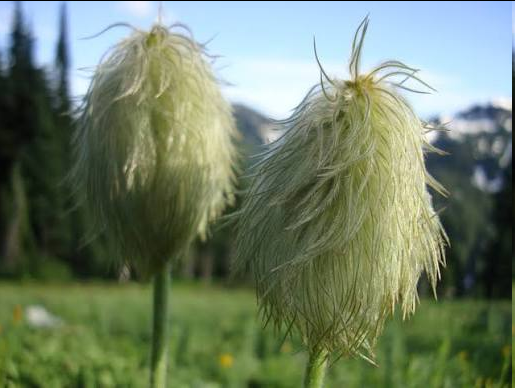 <p><span style="font-family: "Open Sans"; font-size: large;"><strong><u>white pasqueflower (Anemone occidentalis)</u></strong></span></p>