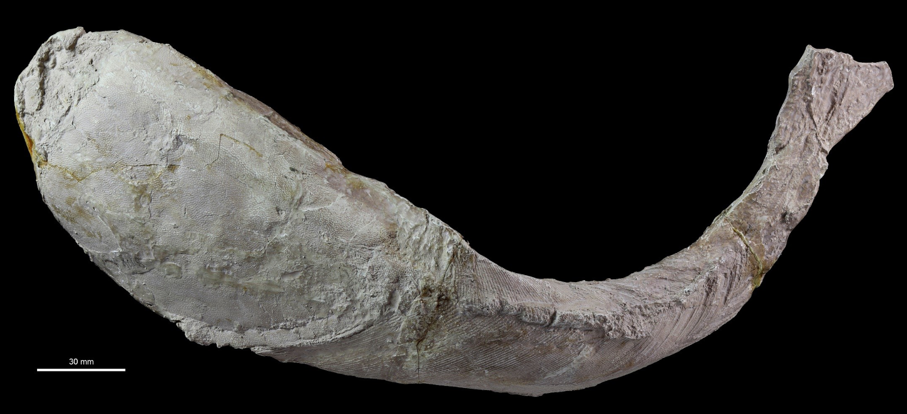 <p>Lower ordovician, Bolivia, large plate-armoured filter feeder with eyes of the ostracoderm order (class agnatha, phylum vertebrata, chordate) </p>