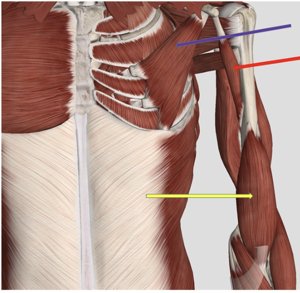 <p><span>Identify the muscle at the tip of the yellow arrow</span></p>