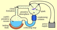<p>Demonstrated that amino acids can be produced from non-living processes with an energy source.</p>
