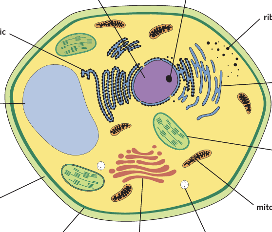 <p>Fill in the eukaryotic/Plantcell</p>