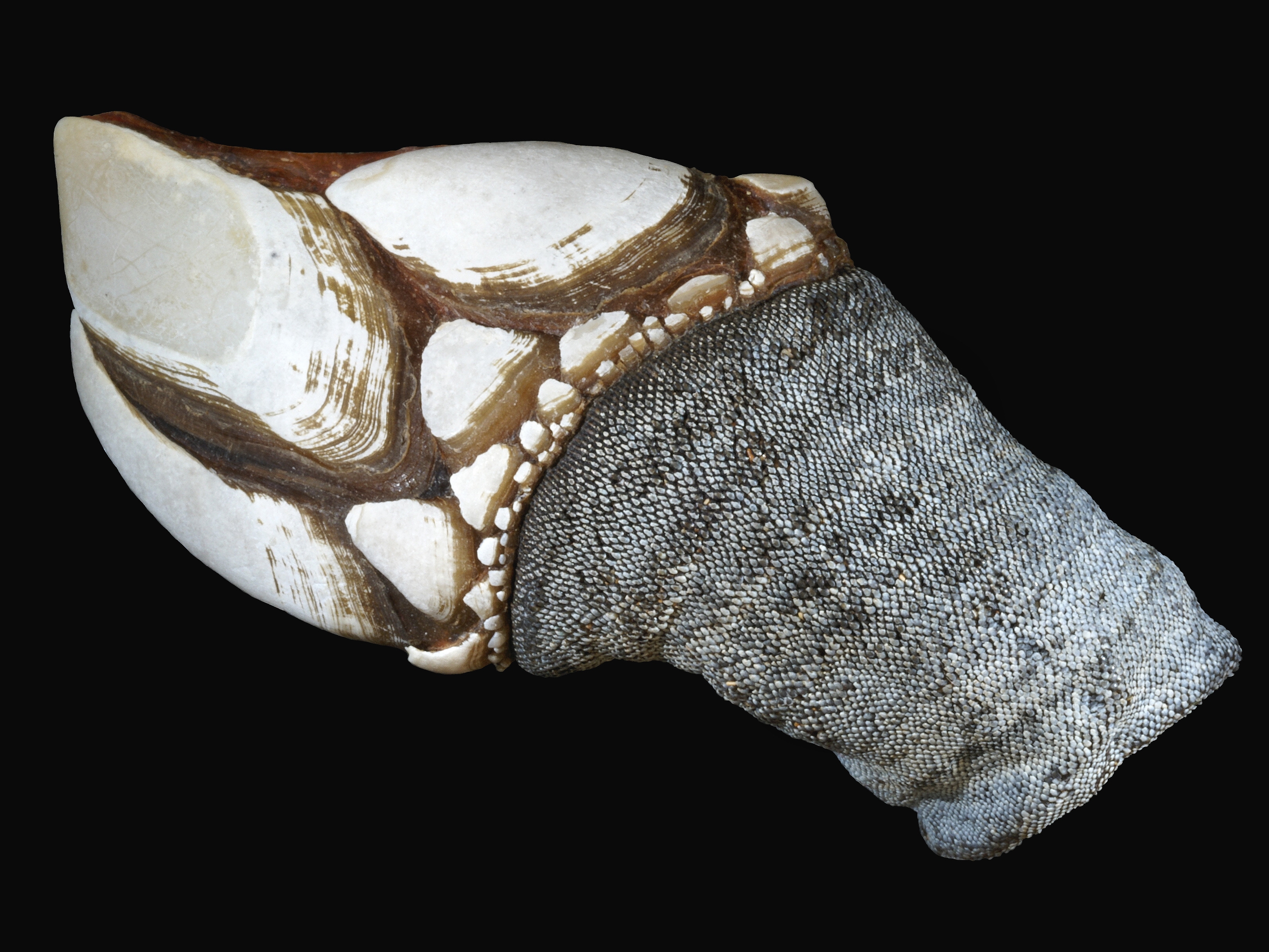 <p>gooseneck barnacles</p>