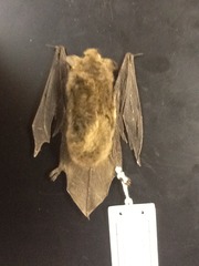 <p>Myotis austroriparius</p>