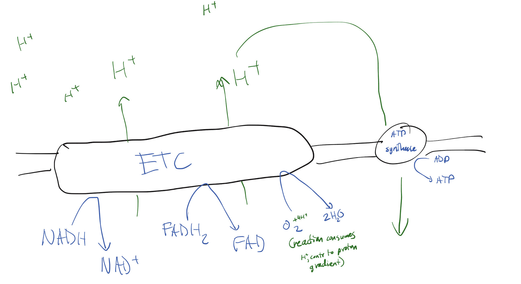 <ol><li><p>NADH and FADH2 carry electrons to the ETC in the inner mitochondrial membrane, becoming oxidized into NAD+ and FAD</p></li><li><p>The energized electrons from electron carriers powers the movement of protons out of the mitochondrial matrix, creating a proton gradient</p></li><li><p>Oxygen acts as the terminal electron acceptor for the ETC to allow the electrons to continue flowing, using these to react with protons and form water molecules</p></li><li><p>The proton gradient powers ATP synthase on the inner mitochondrial membrane, creating ATP from ADP</p></li></ol><p></p>