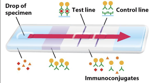 <p>What are point of care lab tests (rapid antigen test)?</p>