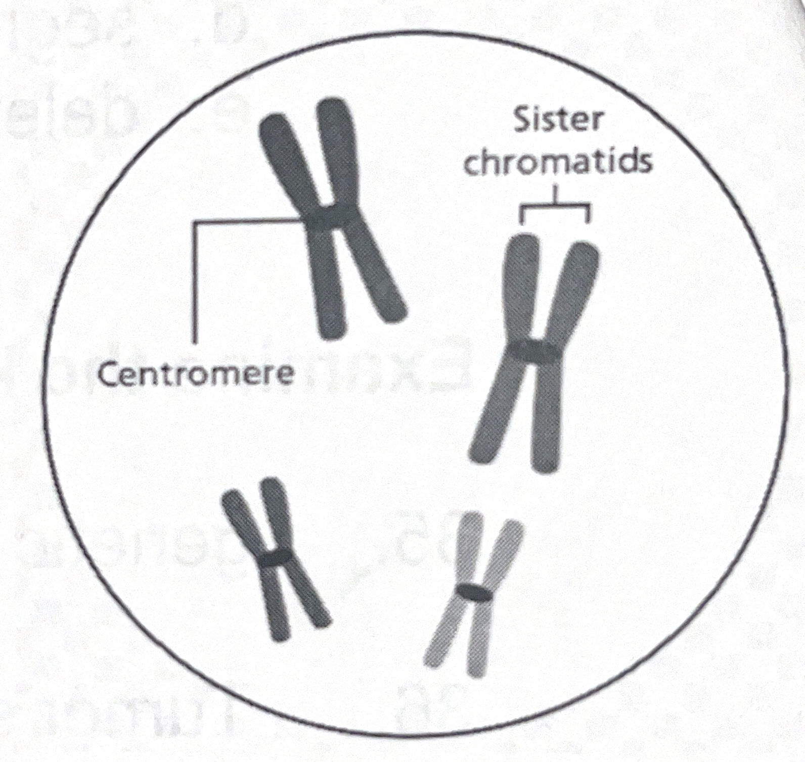 <p>the diagram illustrates a cell that has a diploid number of 4 (n=4). after DNA replication and chromosome condensation prior to division, the cell can be illustrated like this. the chromosome pairs can be distinguished due to their size.</p><p></p><p>draw how the chromosomes would appear during metaphase of mitosis.</p>