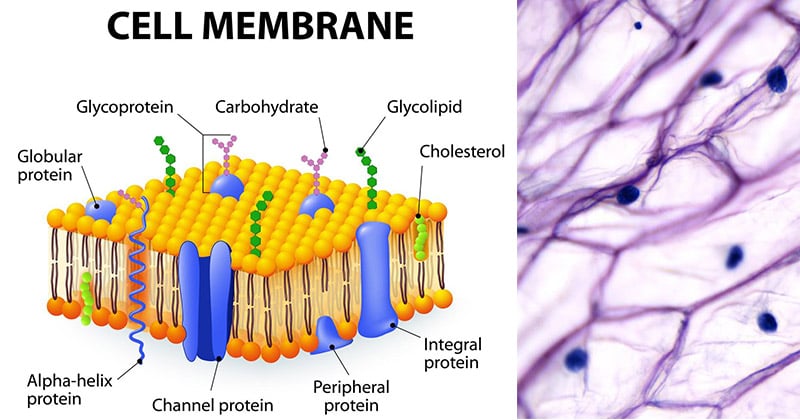<p>Whats the chemical composition of the membrane?</p>