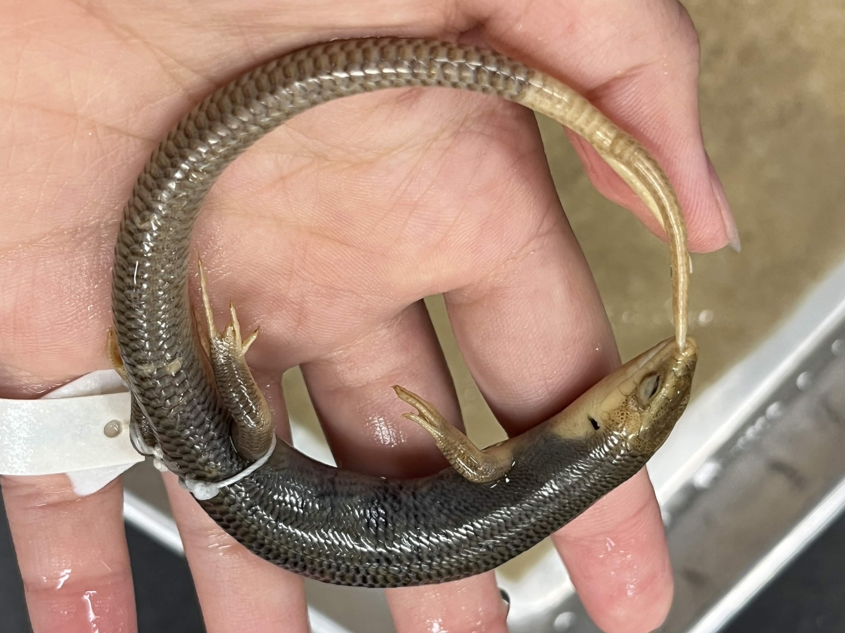 <p>Family + Species?</p><ul><li><p><strong>Stripe doesn’t extend to tail</strong></p></li><li><p><strong>Mountainous range</strong></p></li></ul><p></p>