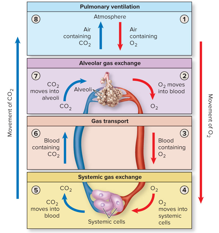 <p>oxygen is transported in the blood in 2 ways</p><ul><li><p>bound to hemoglobin forming oxyhemoglobin 98%</p></li><li><p>dissolved in plasma 2%</p></li></ul><p></p><p>carbon dioxide transported in blood in 3 ways</p><ol><li><p>converted to bicarbonate, which is transported in plasma (80-90%)</p></li><li><p>bound to hemoglobin to form carbaminohemoglobin 5-10%</p></li><li><p>dissolved in plasma 5-10%</p></li></ol><p></p>