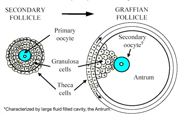 <p>as the secondary follicle grows, it eventually gains a large fluid filled cavity called the antrum. This cavity is filled with follicular fluid which is a plasma exudate conditions by secretory products from the oocyte and granulosa cells. Primary oocyte will become a secondary oocyte when the graffian follicle ruptures (during ovulation)</p>
