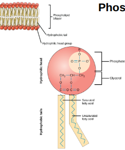 <p>A part of the phospholipid bilayer and is composed of a glycerol backbone, 2 fatty acid tails, and a phosphate group. They also are amphipathic, meaning they have a hydrophilic head and hydrophobic tails.</p>